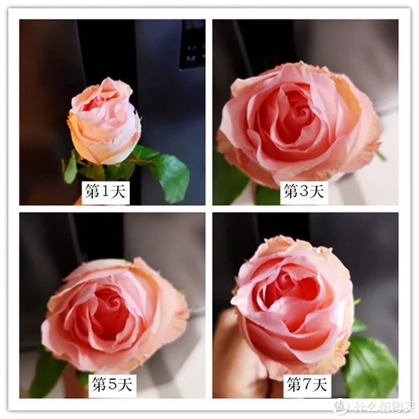 美菱冰箱怎么样