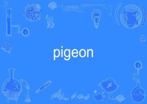 pigeon是什么意思