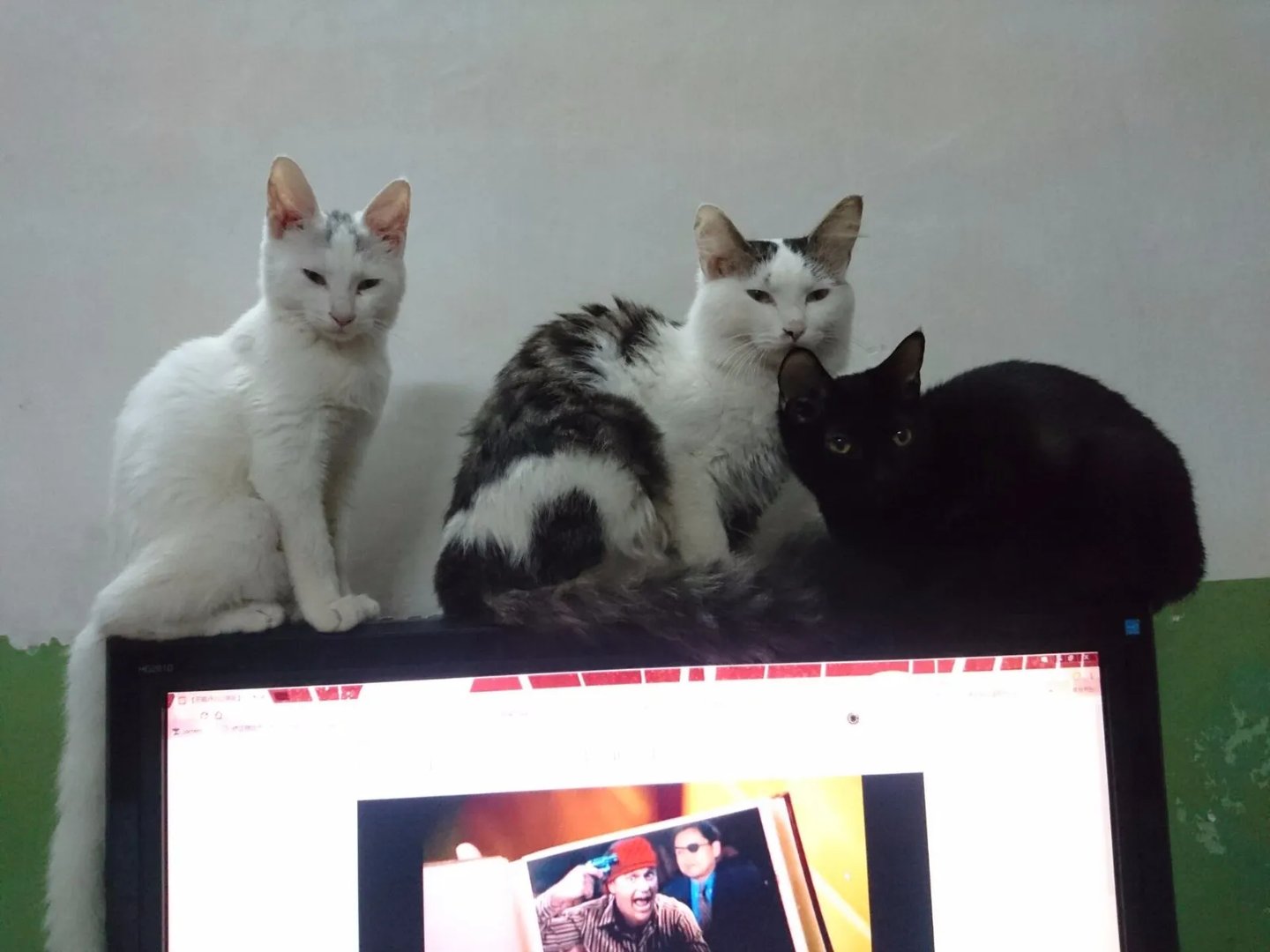 我朋友送我只猫，说是土耳其安哥拉猫，说是很珍贵，大家帮我看看是不是真的，