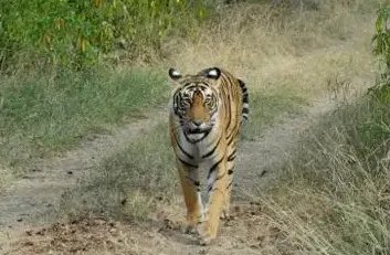 三泰虎 龙腾网 翻译是什么？