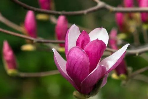 “养活一团春意思,撑起两根穷骨头”是什么意思