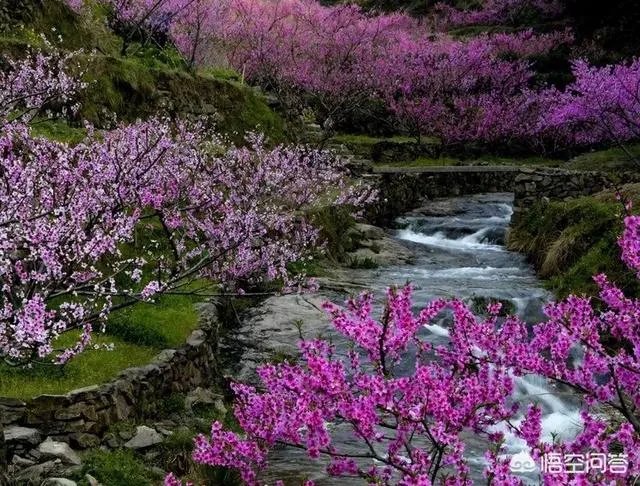 蒋大为唱的那首《在那桃花盛开的地方》，到底是哪个地方？