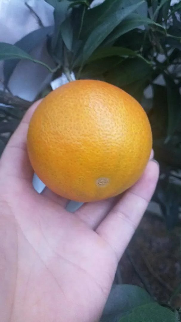 江西赣南脐橙和四川的