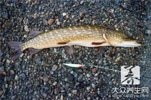 沙漠里面怎么会有鱼？其实沙漠里真的有一种沙漠鱼！