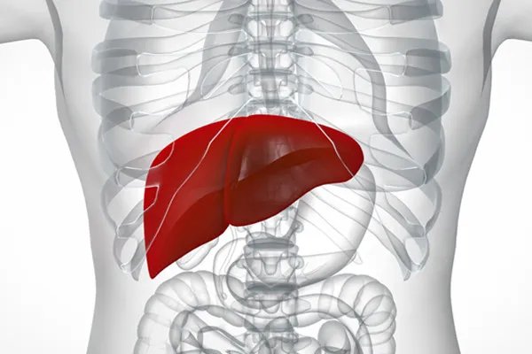 肝在哪个位置图