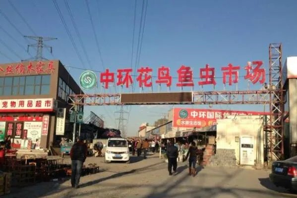 全国十大花鸟鱼虫市场，十里河花鸟市场上榜，第一全国规模最大