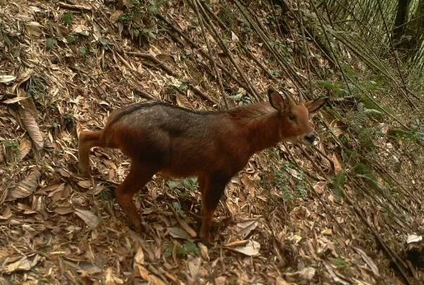 极度十大濒危动物排行榜：第一名产于中国如今几乎灭绝