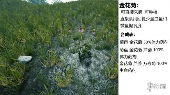 《森林》游戏植物有什么 the forest植物图鉴分享