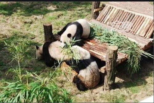 南京红山动物园疫情亏损三千万，为何红山的艰难会让大家如此揪心？