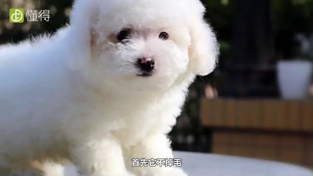 什么是卷毛比熊犬