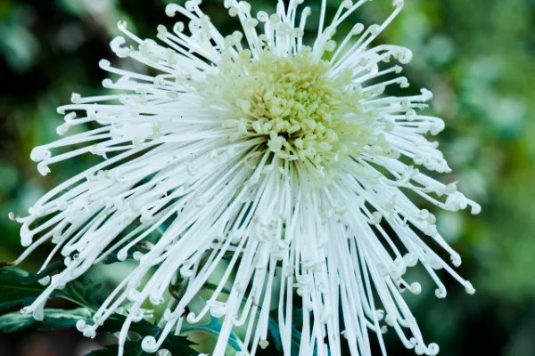 有关重阳节手抄报的内容