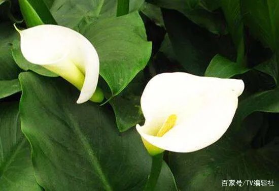 马蹄莲有毒吗？马蹄莲适合室内养吗？