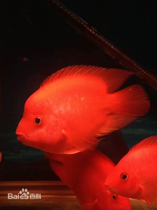 金刚鹦鹉鱼和血鹦鹉鱼有什么区别?