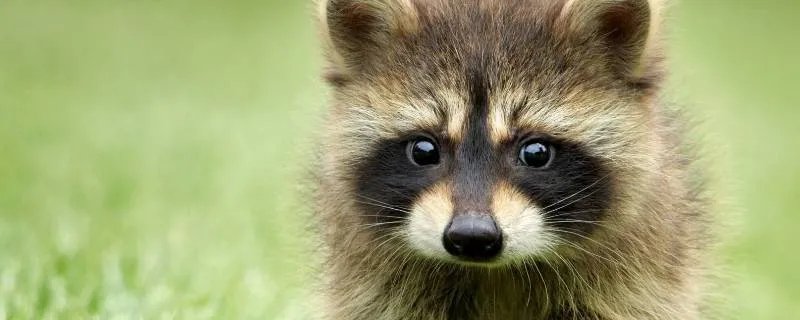 小浣熊能当宠物吗