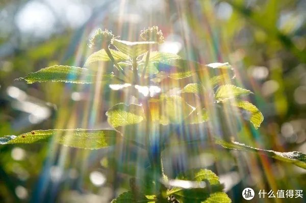 摄影器材 篇一：索尼微单nex6十万快门有感 多个镜头评测