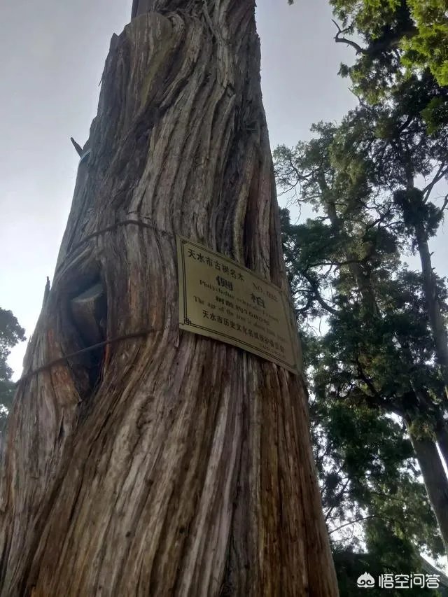 天水有哪些主要景点？