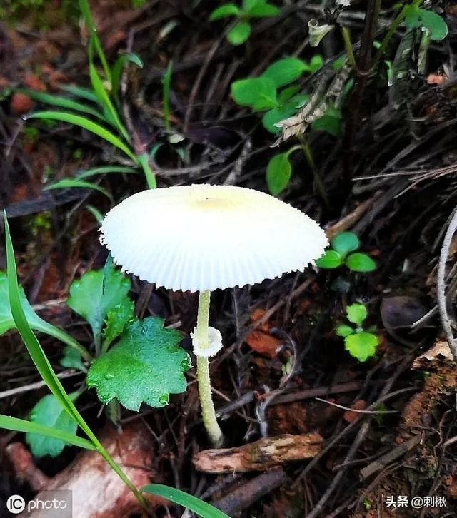 鸡枞与白毒伞的区别是什么？