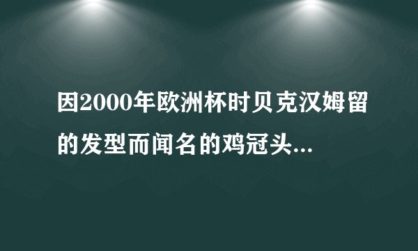 因2000年欧洲杯时贝克汉姆留的发型而闻名的鸡冠头又叫什么发型