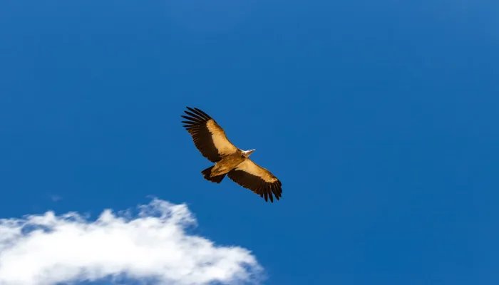 惊弓之鸟的主人公是谁 惊弓之鸟的主人公是谁的故事主人公