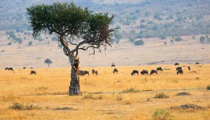 加纳是哪个国家 加纳属于哪个国家