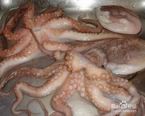 短蛸的分辨详细方法