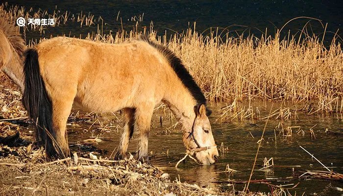 骡子和马的区别