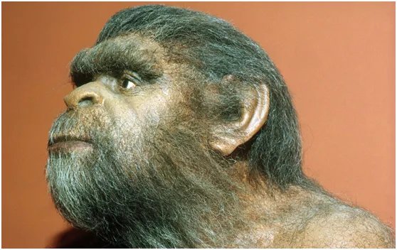 北京人和山顶洞人的区别?谁更早?