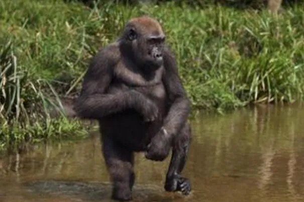 极度十大濒危动物排行榜：第一名产于中国如今几乎灭绝