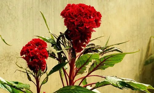 结婚20周年送什么花 结婚纪念日送什么花合适