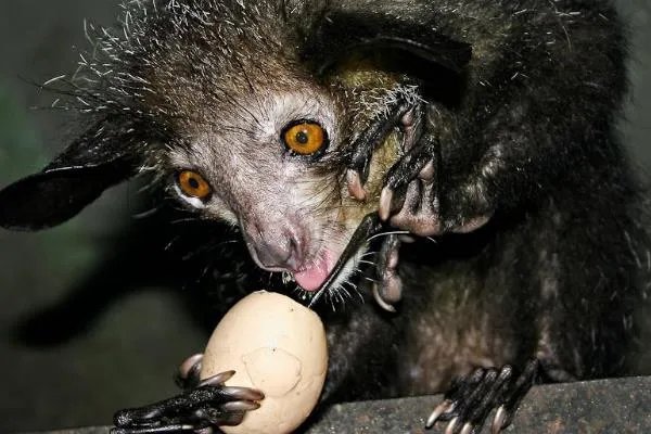 十大奇怪的动物