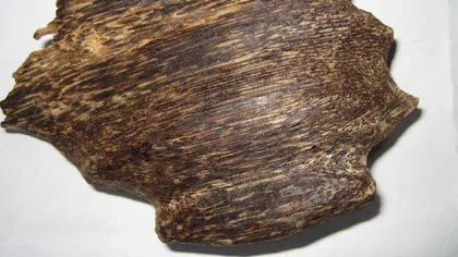 土沉香和沉香都有什么区别