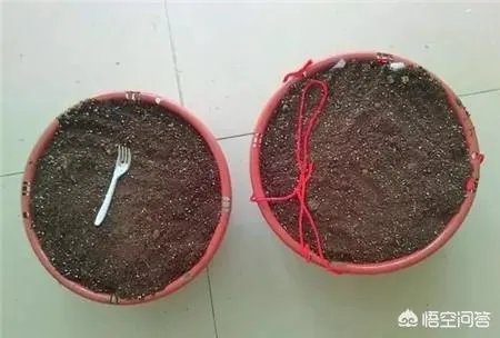 绿萝怎么扦插？