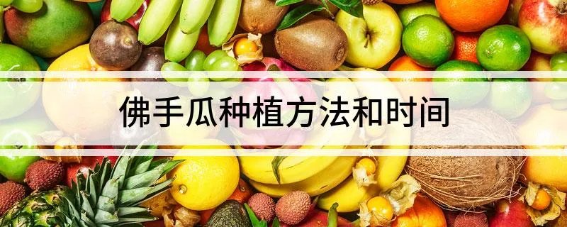 佛手瓜种植方法和时间