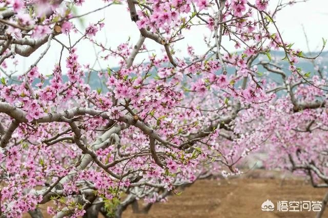 蒋大为唱的那首《在那桃花盛开的地方》，到底是哪个地方？