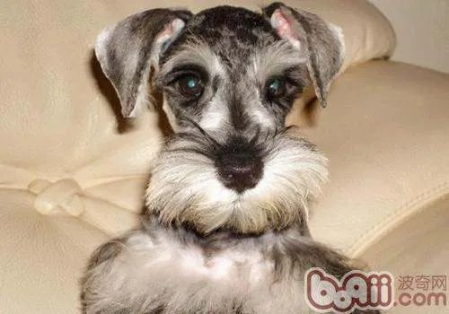 雪纳瑞多少钱一只?