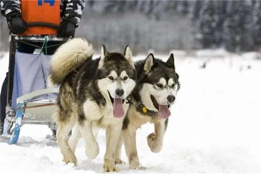 阿拉斯加犬性格