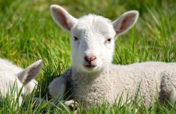 鄂尔多斯羊绒为什么那么贵