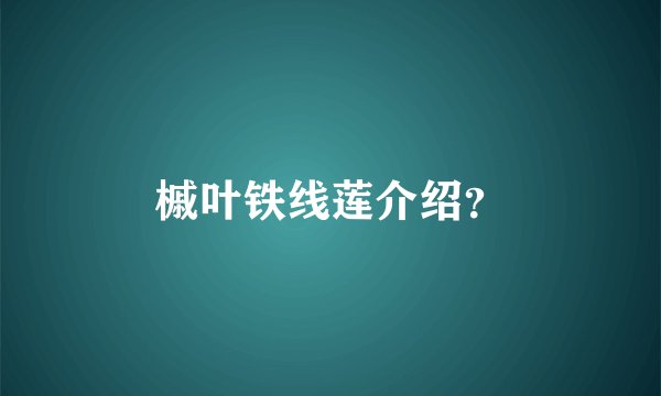 槭叶铁线莲介绍？