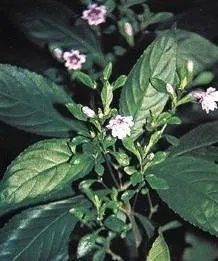 去瘤草学名叫什么？