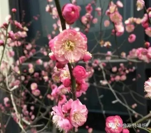 【布鲁斯特产品推荐】《春华秋实》Floral