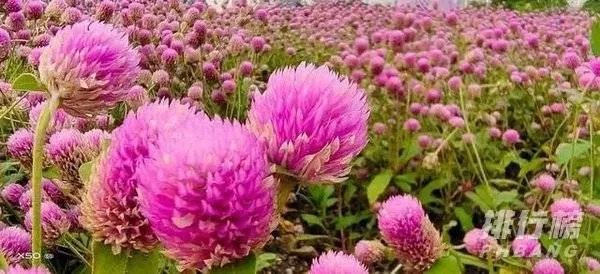 vivox50多少钱_vivo x50价格是多少