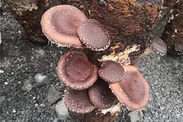 马桑菌的功效与作用