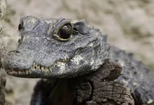 非洲侏儒鳄真实图片长什么样 可以养殖当宠物吗