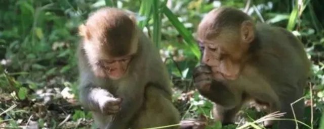 猕猴群休息时一般由谁站岗