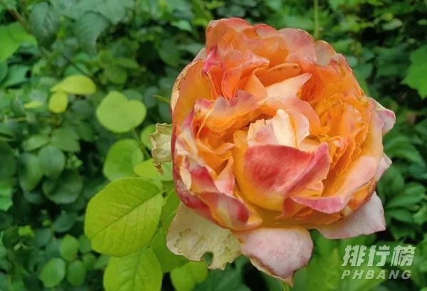 OPPOA72手机怎么样好用吗_OPPOA72手机详细参数配置