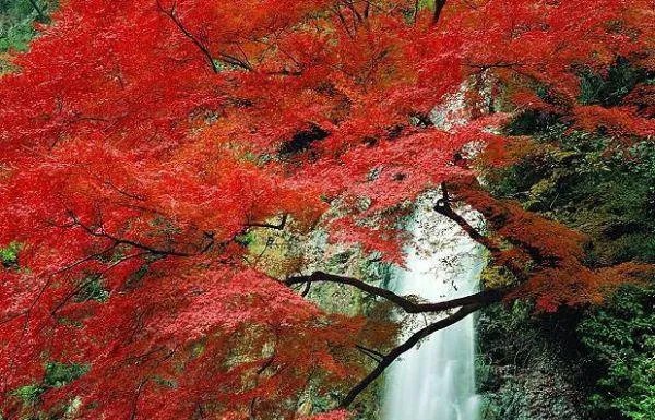 长月无烬原著小说澹台烬叶夕雾黎苏苏全本阅读