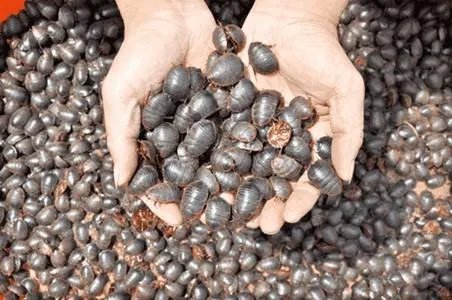 土鳖是什么意思？