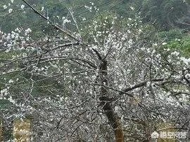 库拉树是什么？