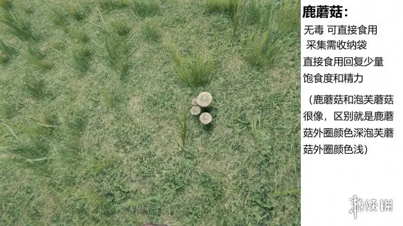 《森林》游戏植物有什么 the forest植物图鉴分享