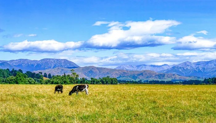 奶牛分公母吗 奶牛不分公母都有奶吗